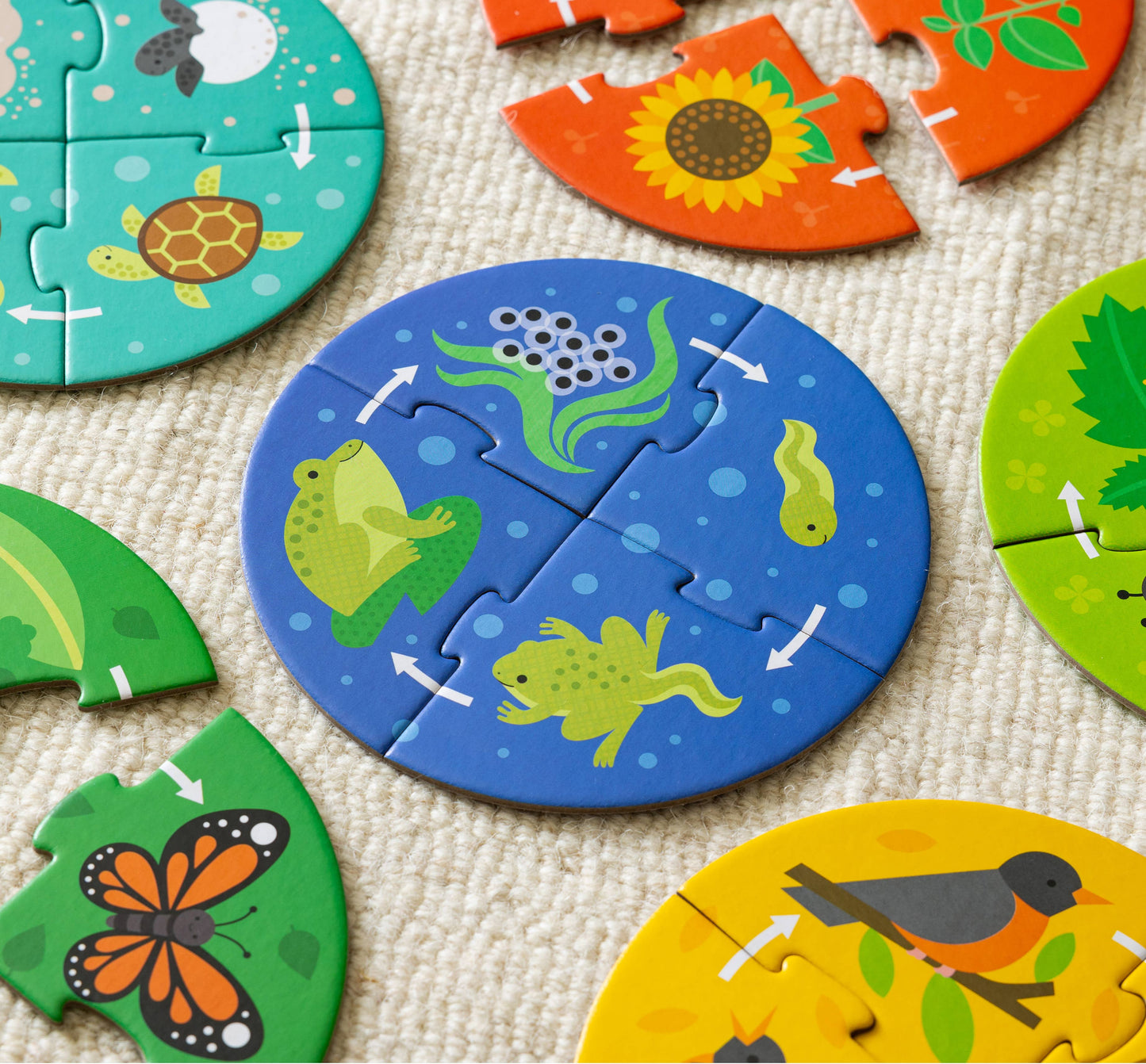 Discovery Puzzles: Life Cycle