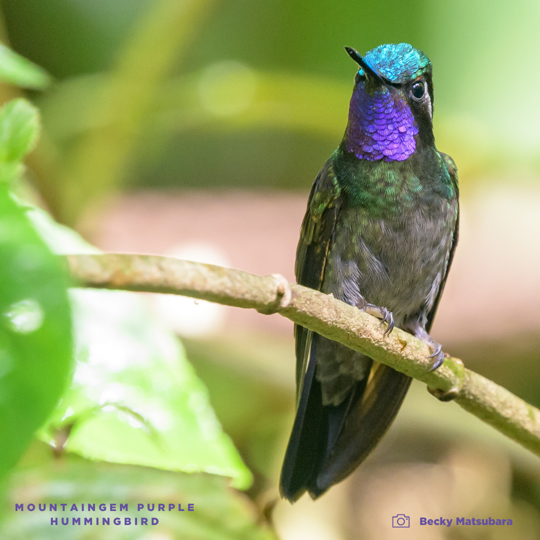 Purple Leather Card Wallet