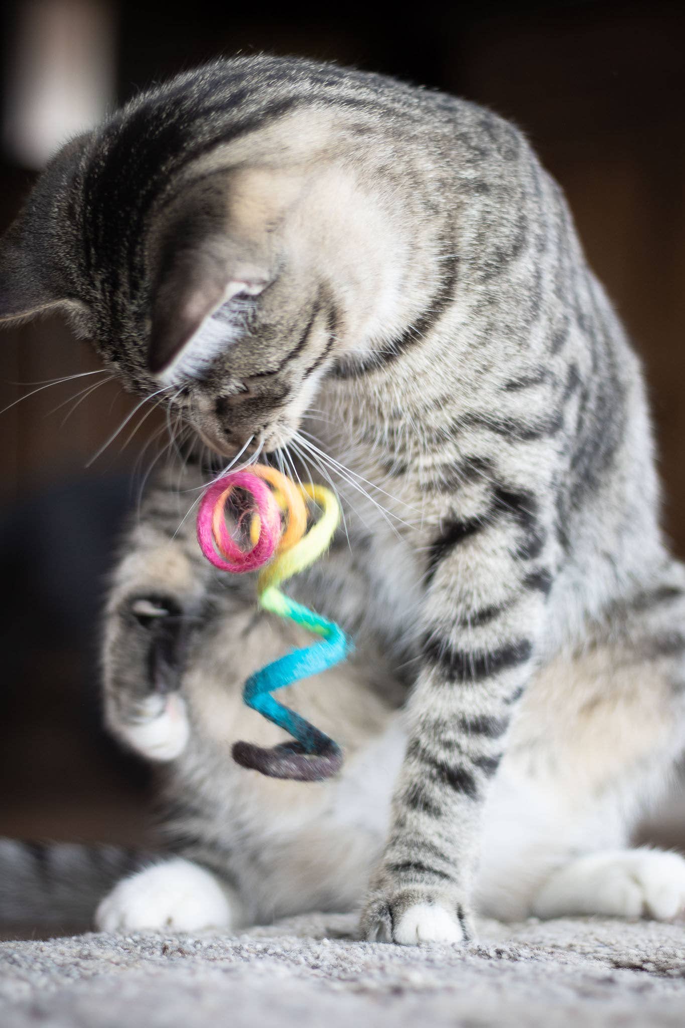 Eco Spring Cat Toy