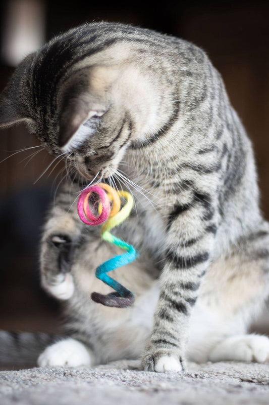 Eco Spring Cat Toy