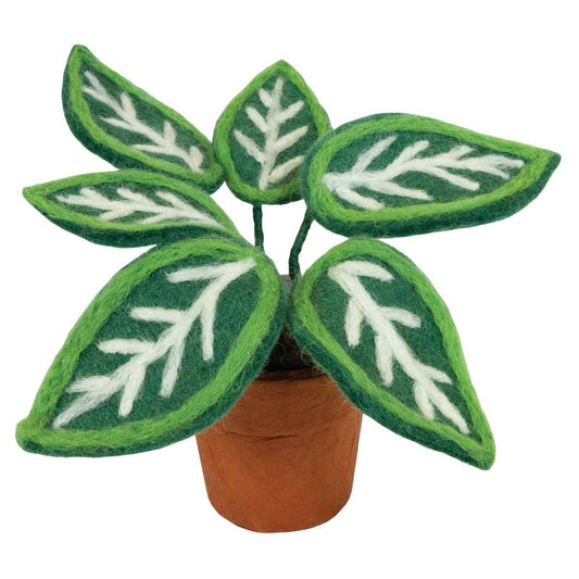 Zebra Potted Plant