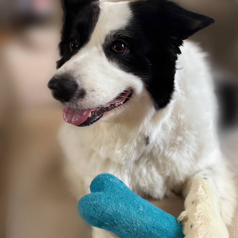 Eco Wool Colorful Dog Bones