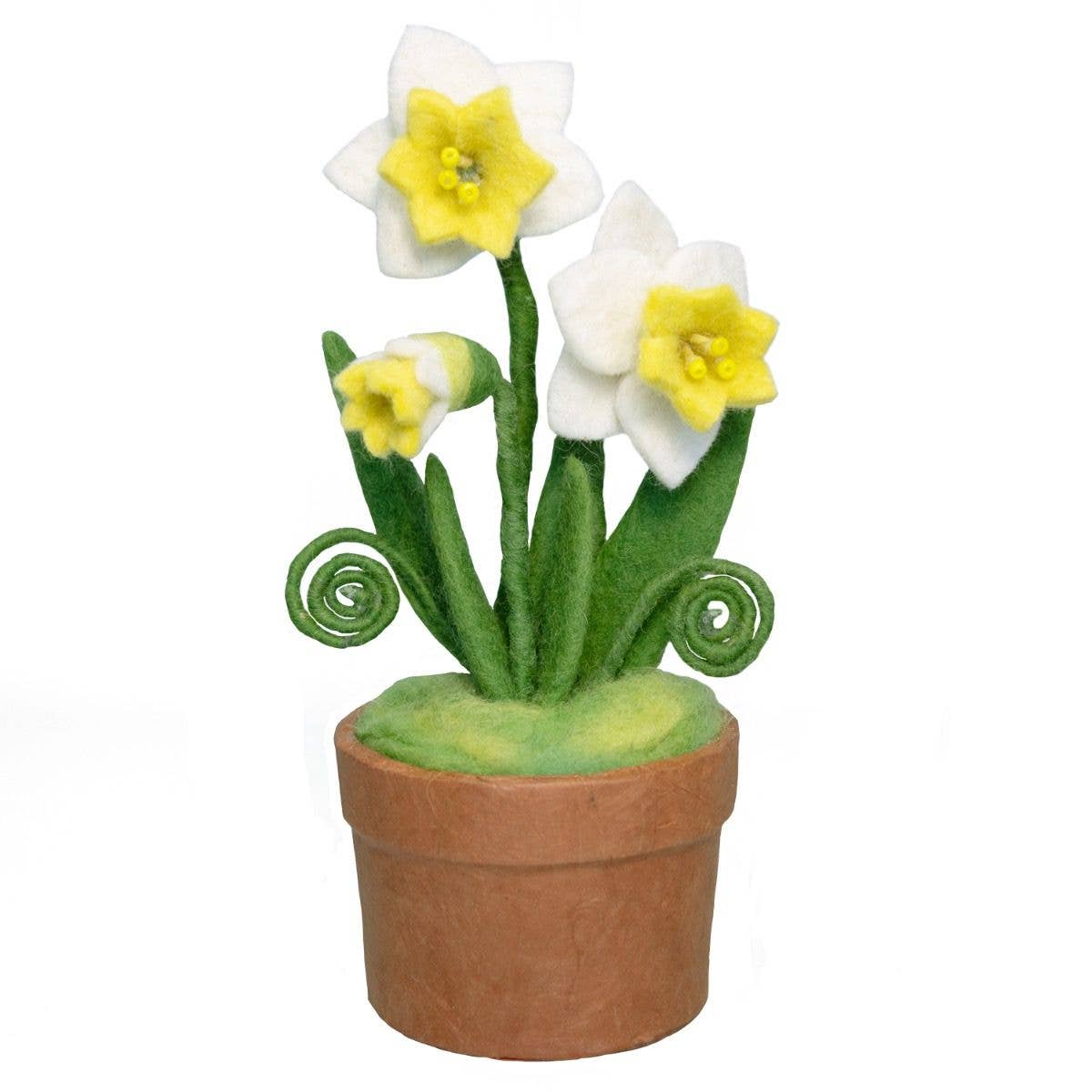 Daffodil Trio Potted Plant