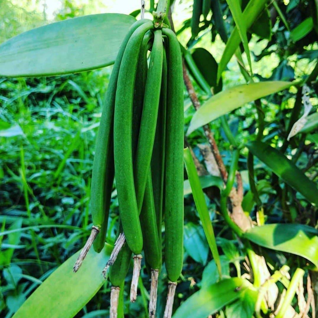 Nyanza Vanilla Extract Kit