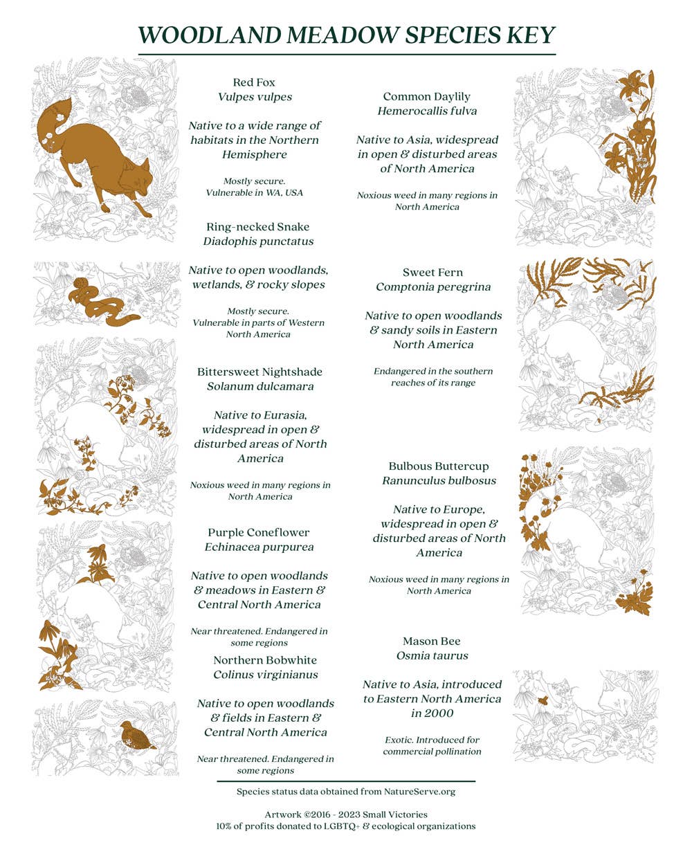 Woodland Meadow Fox Print