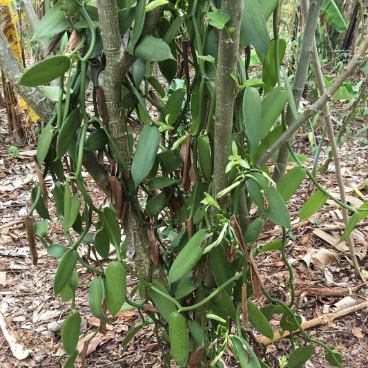 Nyanza Vanilla Powder - Single Origin Spice & Seasoning: 0.9 oz glass jar