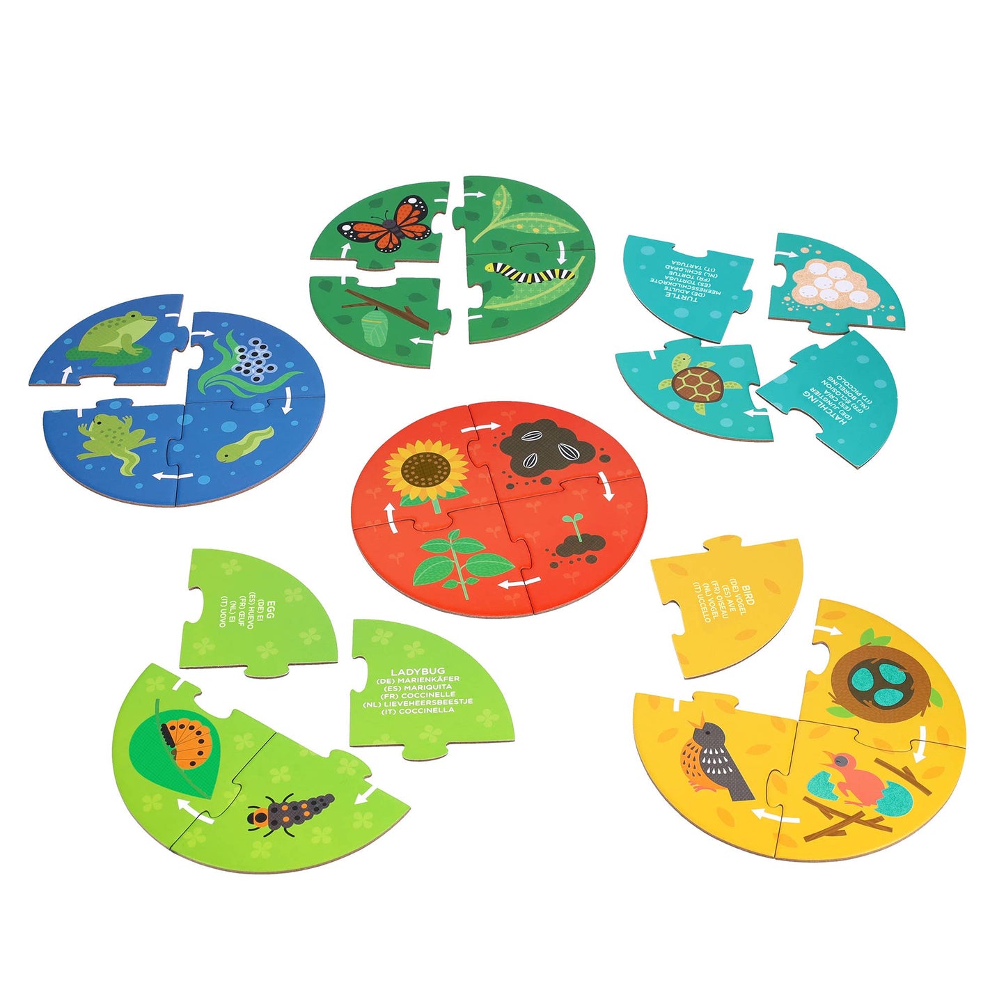 Discovery Puzzles: Life Cycle