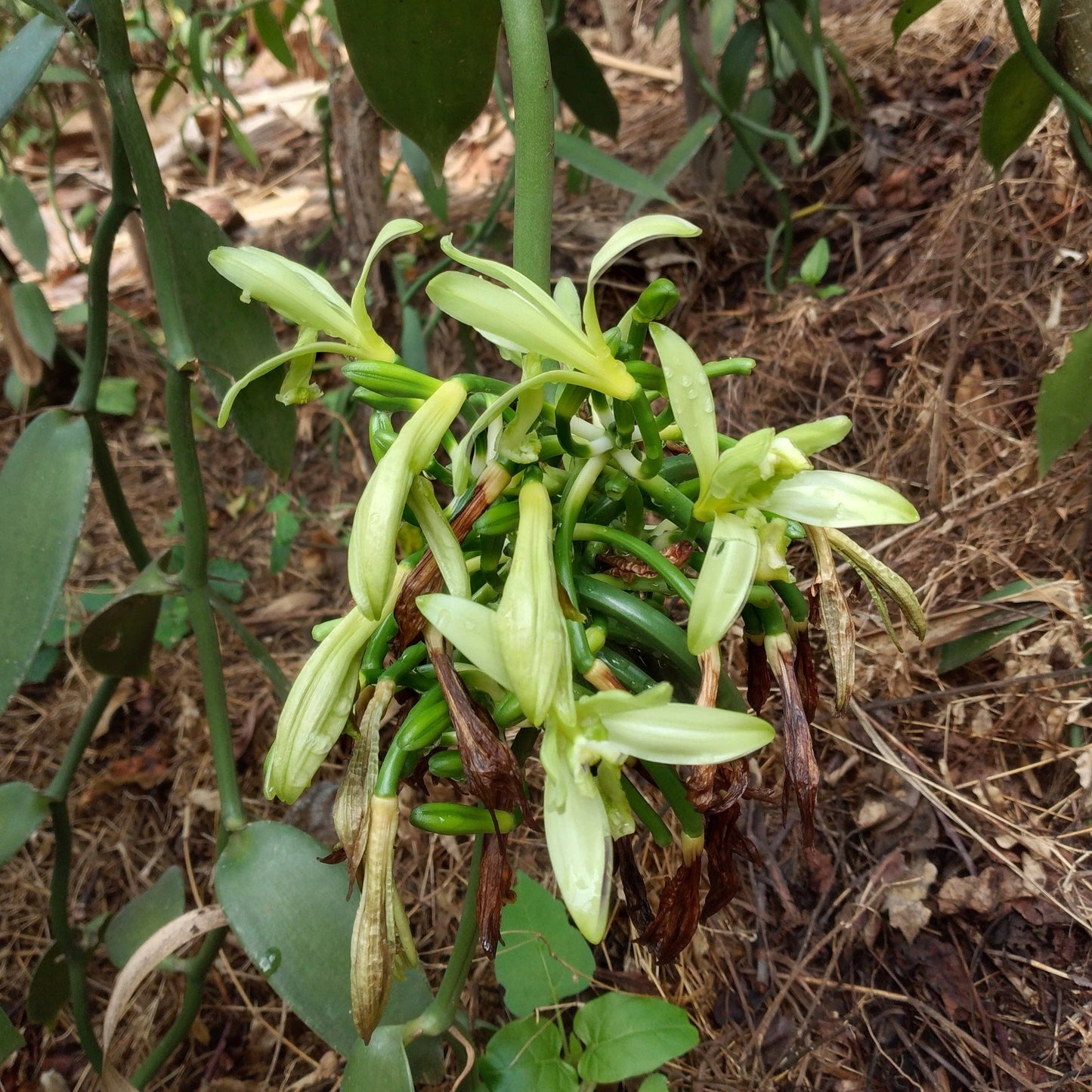 Nyanza Vanilla Powder - Single Origin Spice & Seasoning: 0.9 oz glass jar