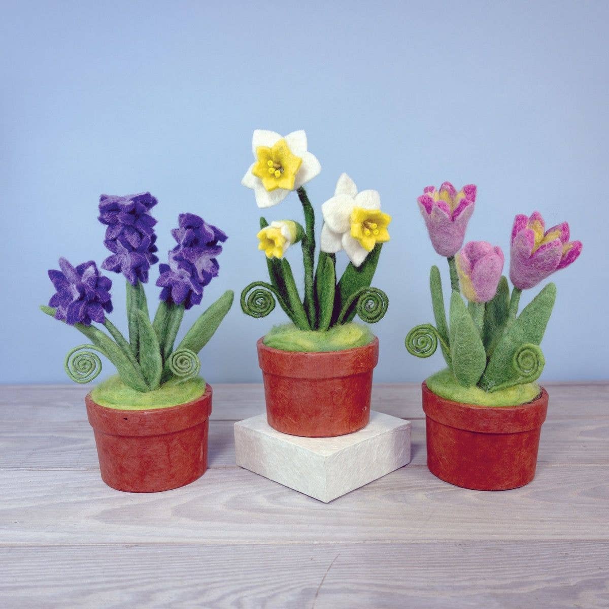 Daffodil Trio Potted Plant