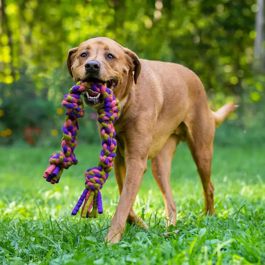 Knotted Rope Pull Dog Toy, Purple/Green: 15"