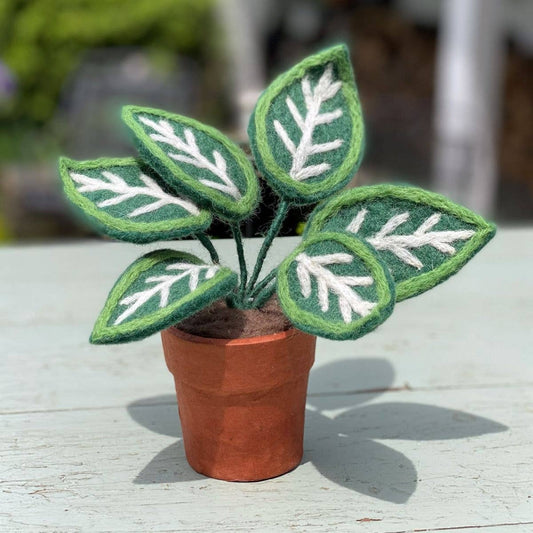 Zebra Potted Plant