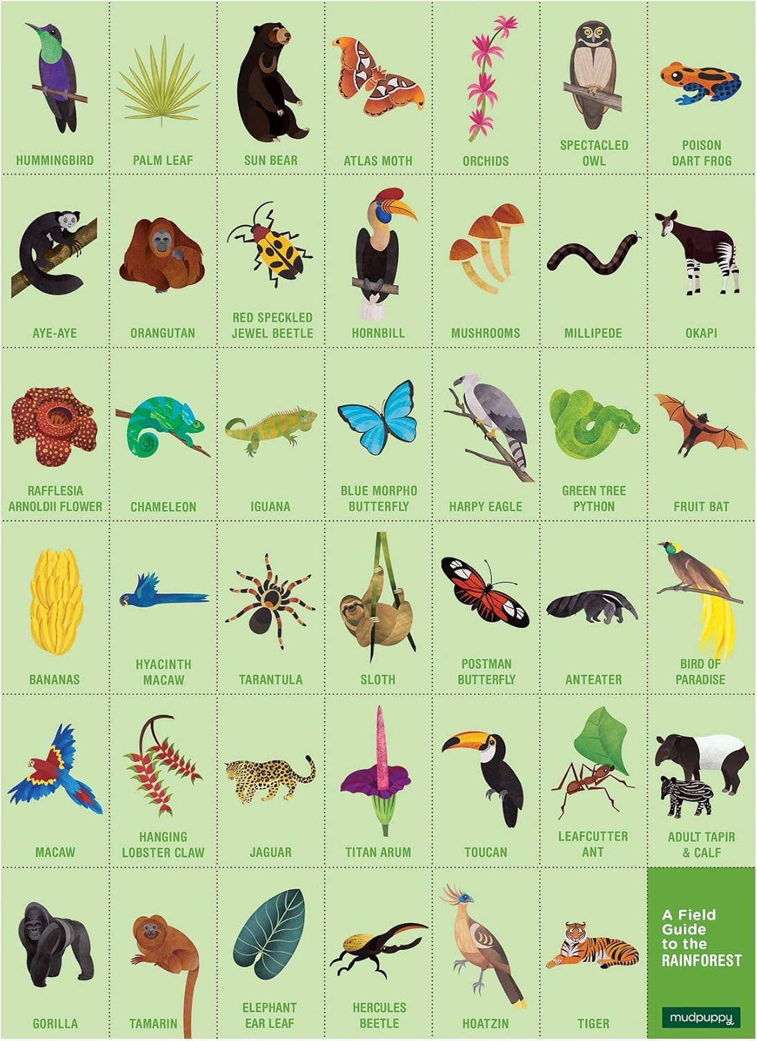 Rainforest Search & Find Puzzle