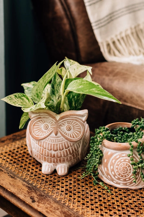 Wise Owl Planter