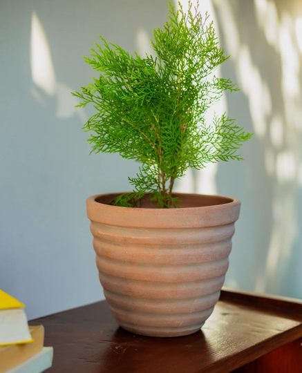 Concrete-Washed Terracotta Ridged Planter